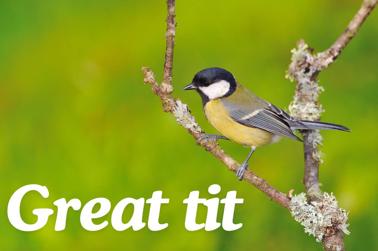 beakybites-great-tit-bird-facts